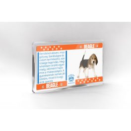 Beagle - állatos mágnes