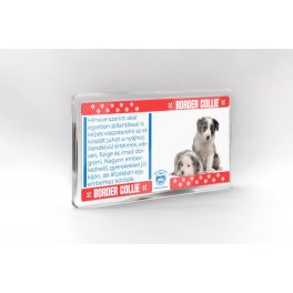 Border collie - állatos mágnes