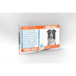 Border collie - állatos mágnes